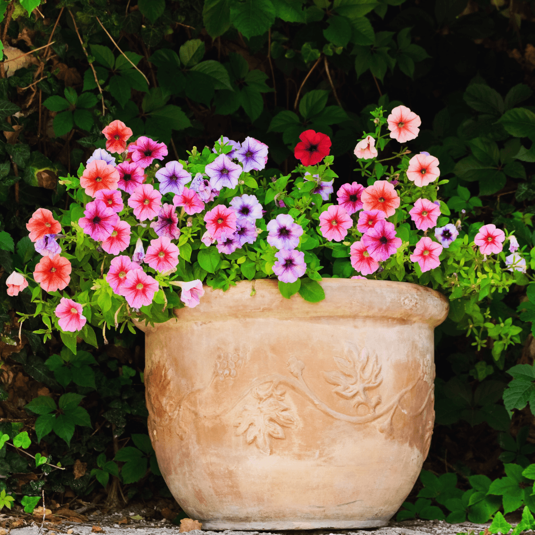 Petunias