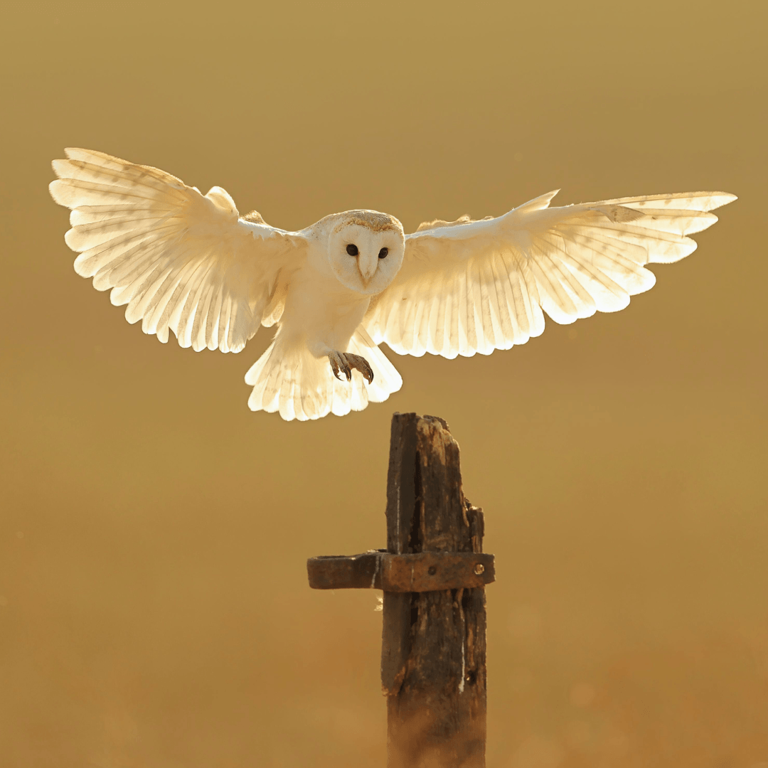 Owls Are Silent Flyers