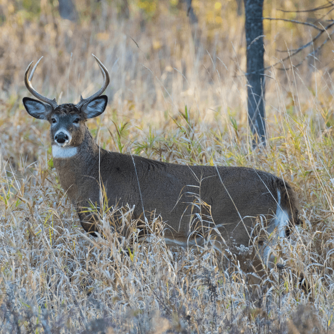 Size And Weight Of White-Tailed Deer