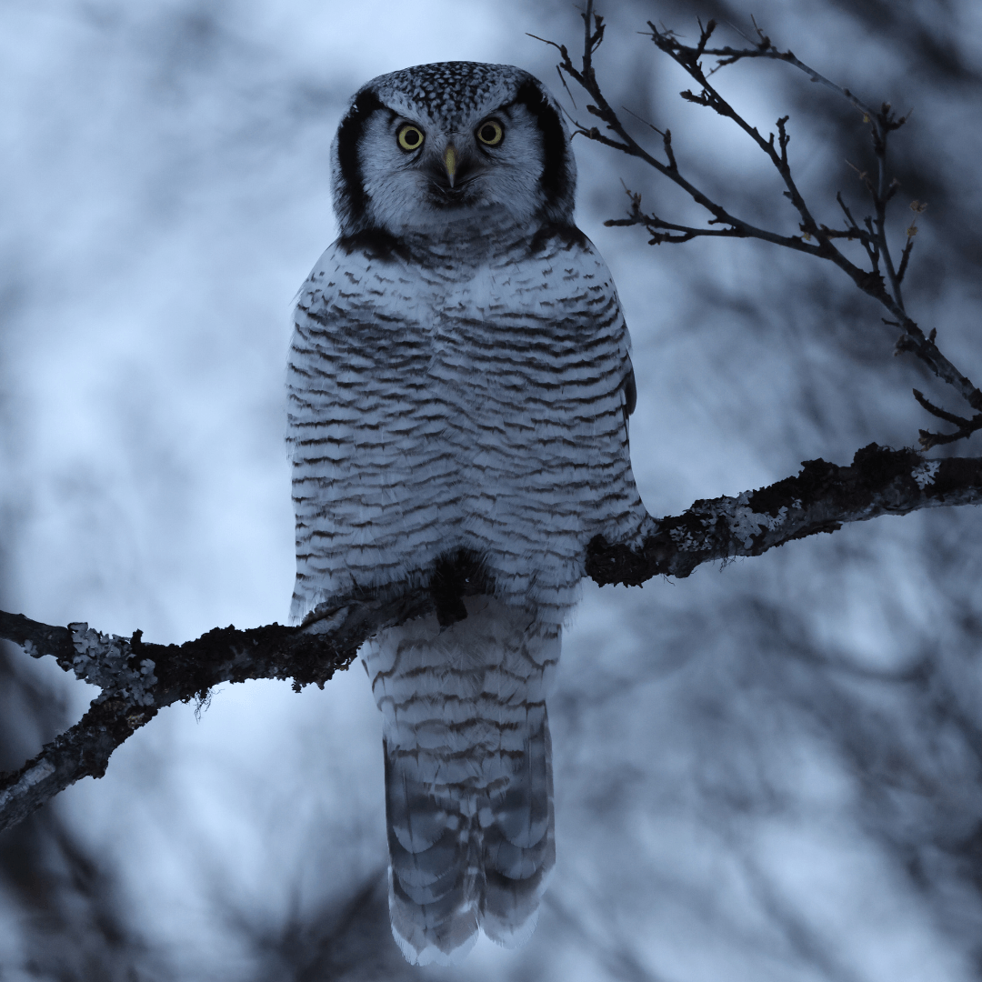 Northern Hawk Owl