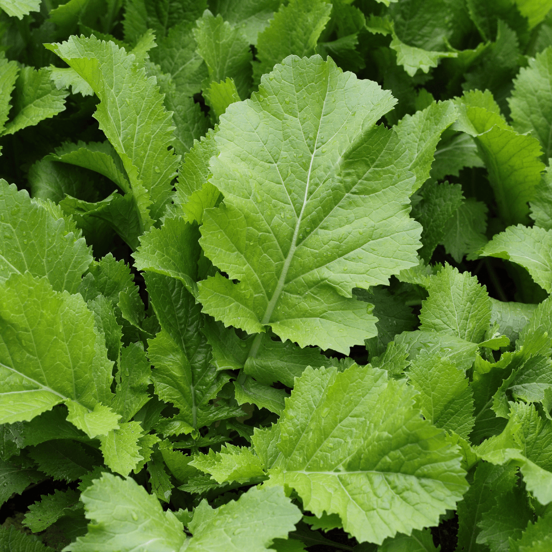 Mustard Greens