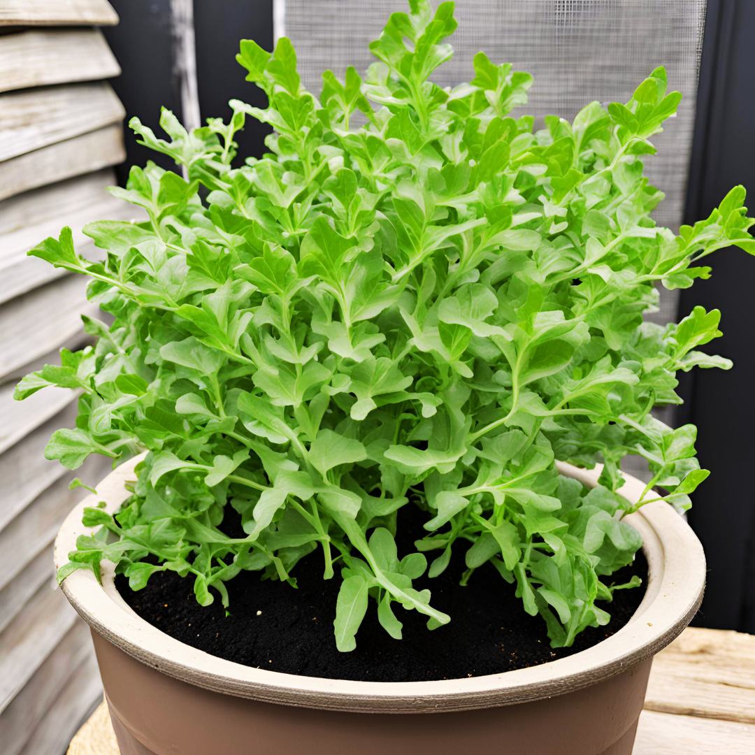 Arugula