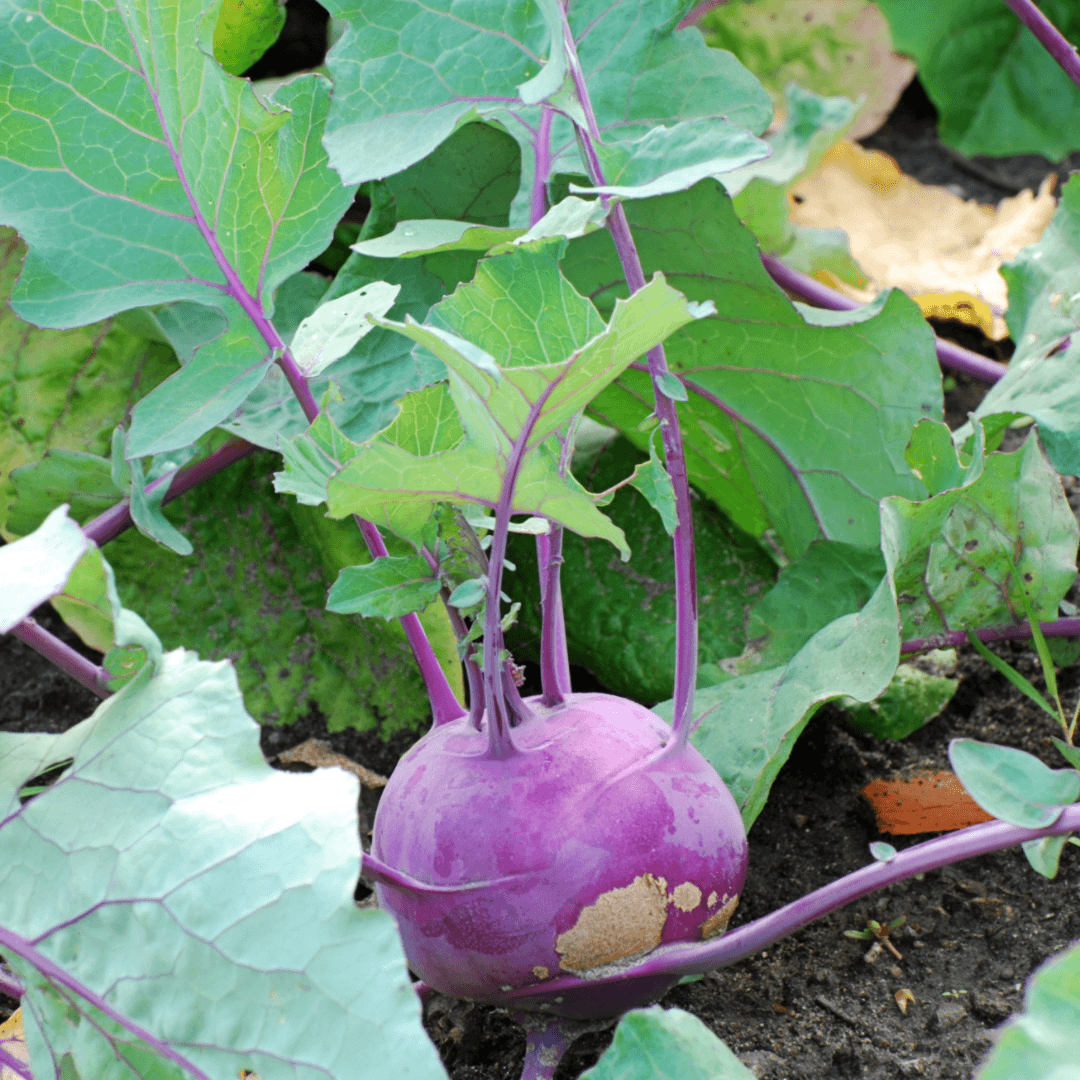 Kohlrabi