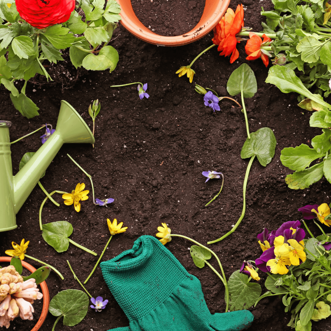 Why Are My Wildflower Seeds Not Growing?