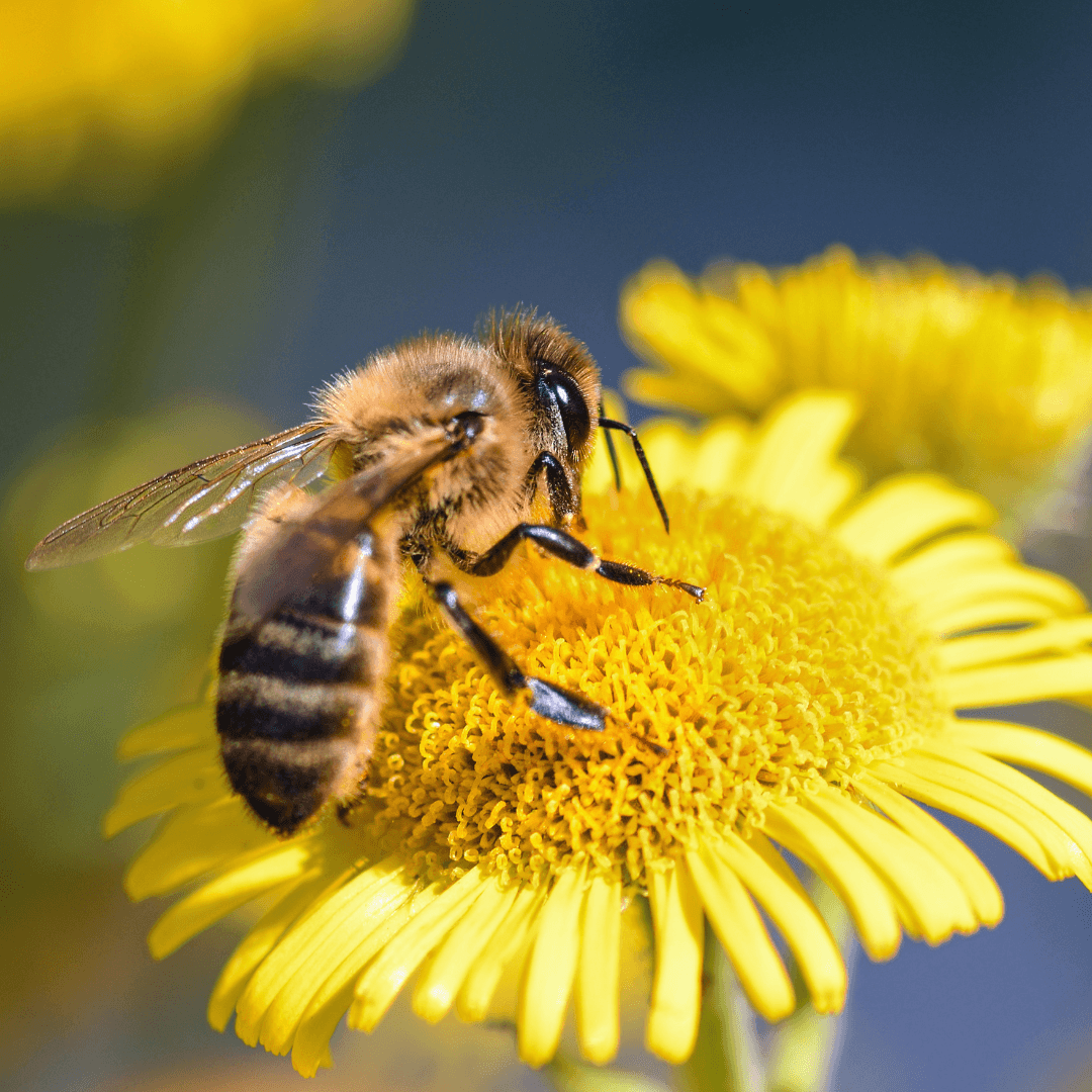 Potted Wildflowers Attract Pollinators