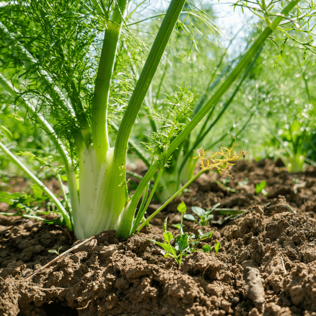 Fennel