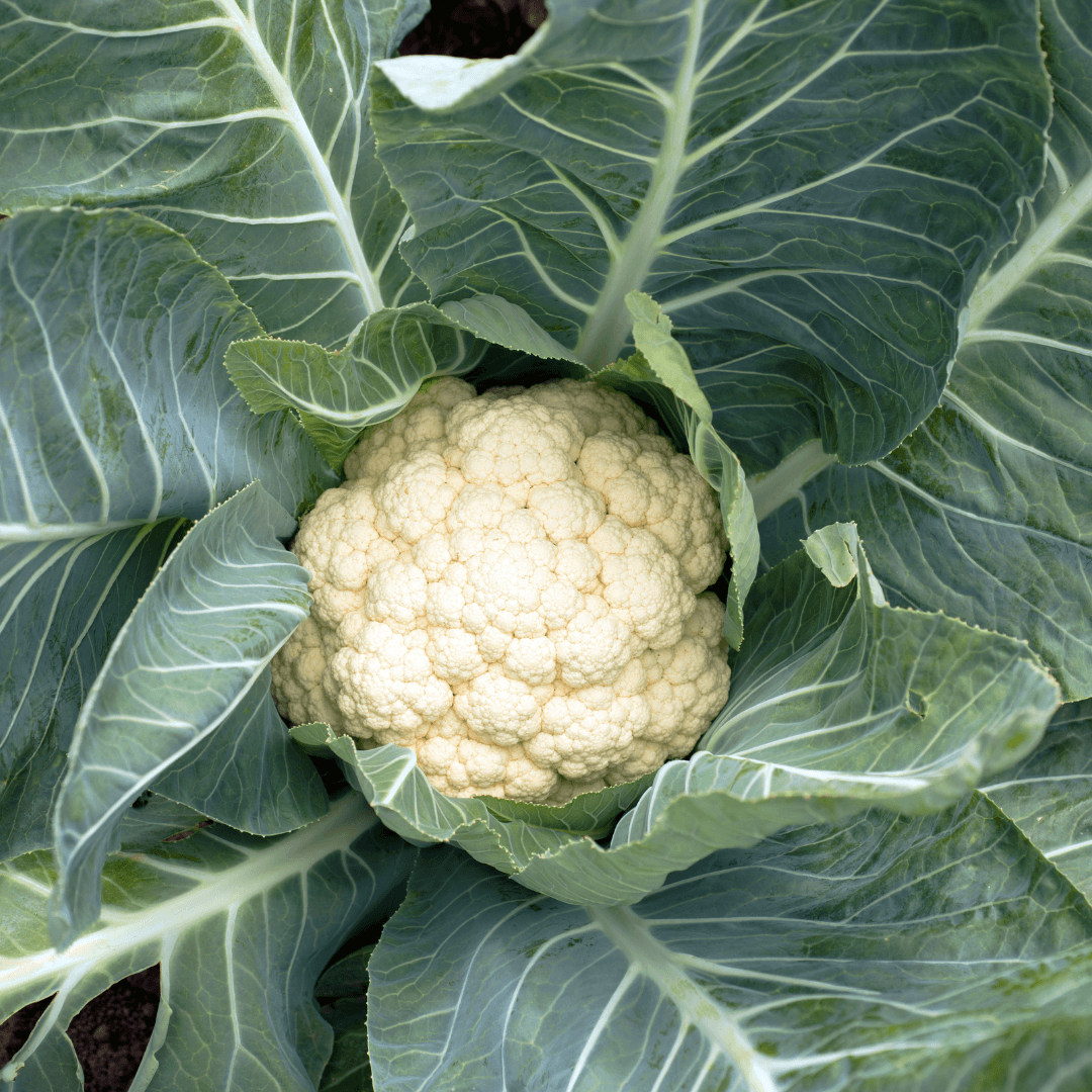 Cauliflower