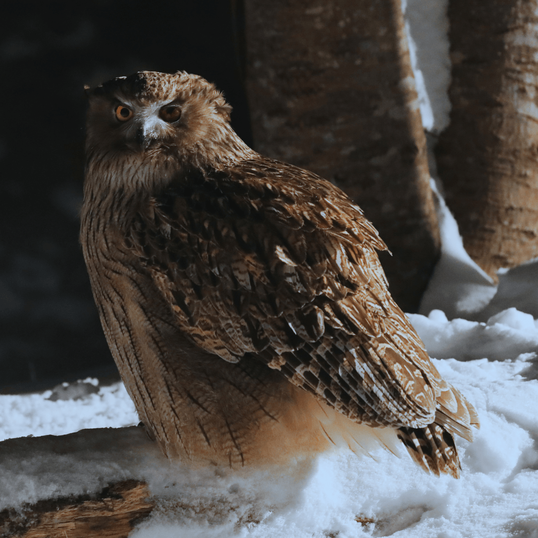 Blakiston's Fish Owl