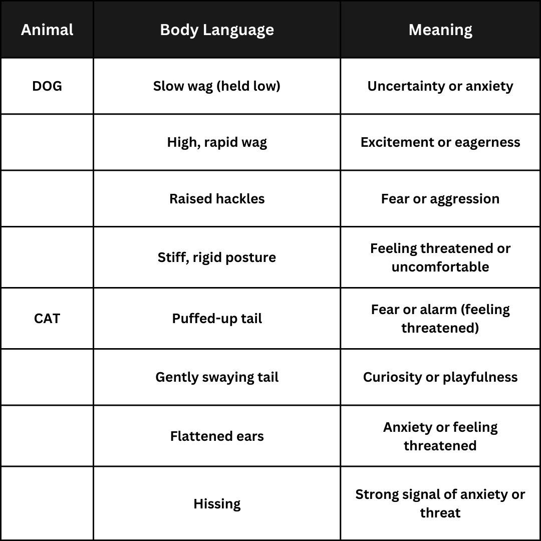 Body Language: The Silent Conversation