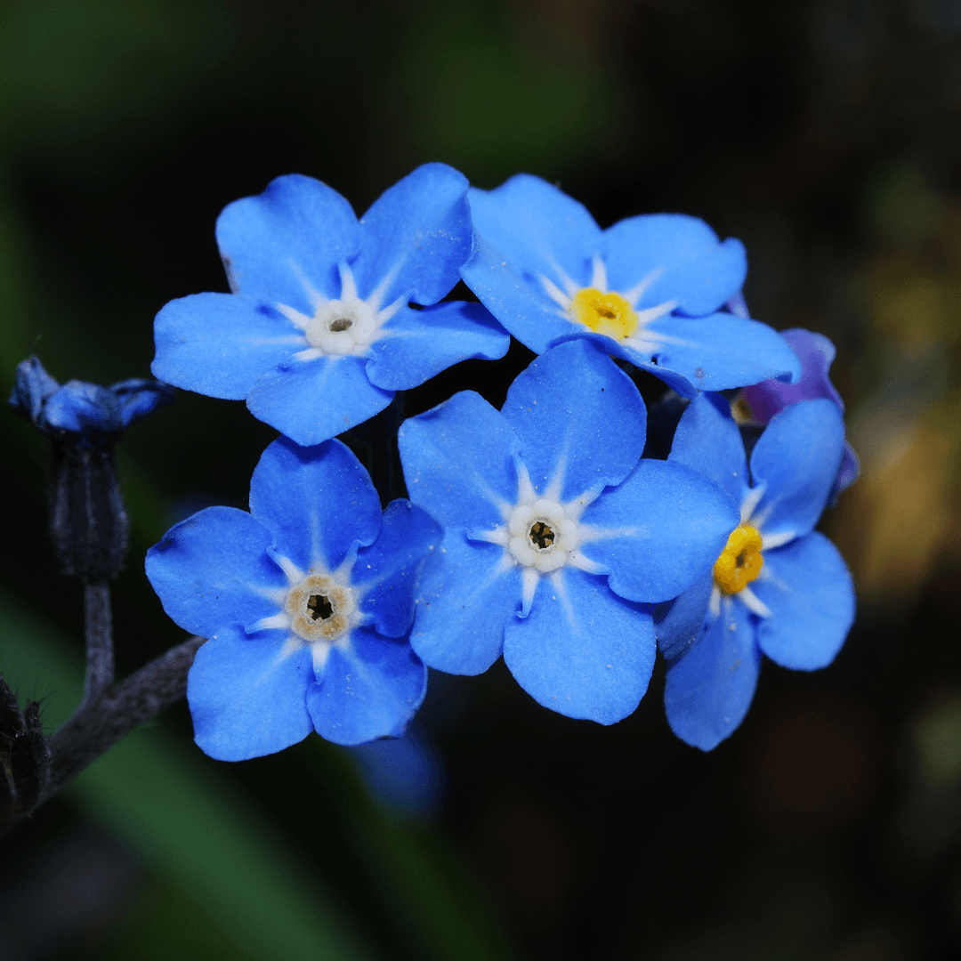 Forget-Me-Nots (Myosotis)