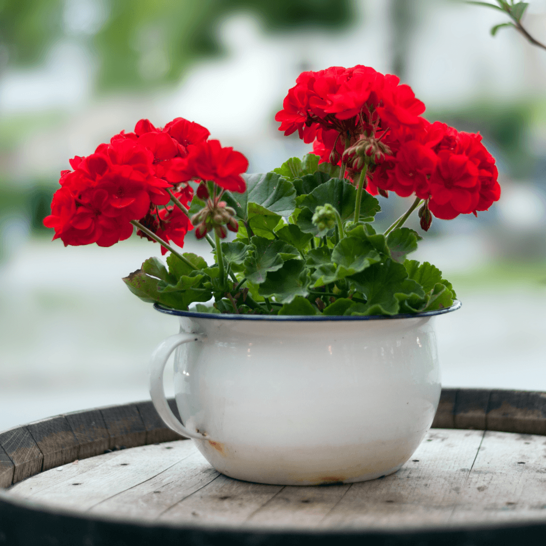 Geraniums