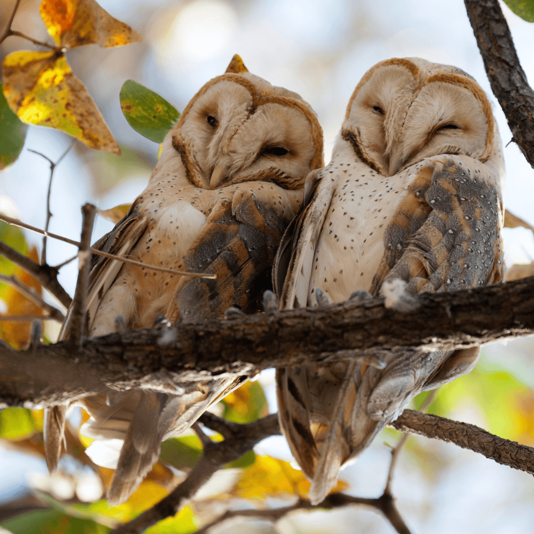 Owls Have Flexible Necks