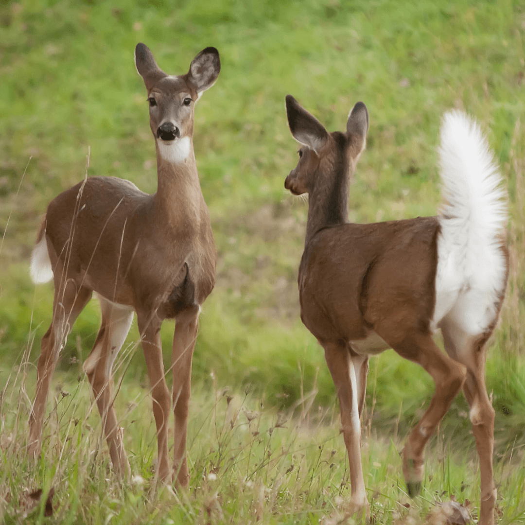 Tail Features Of White-Tailed Deer