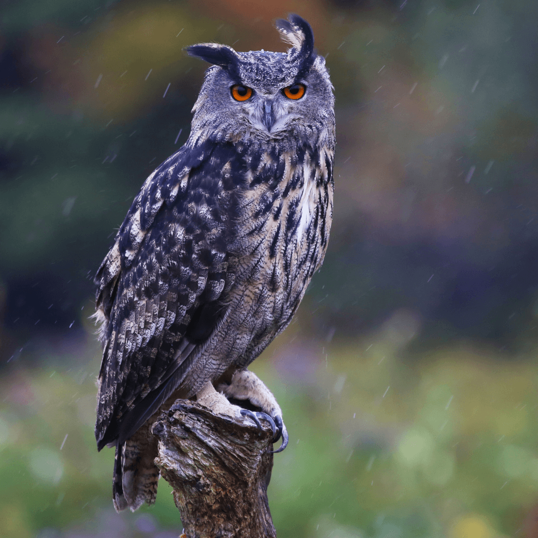 Eurasian Eagle Owl