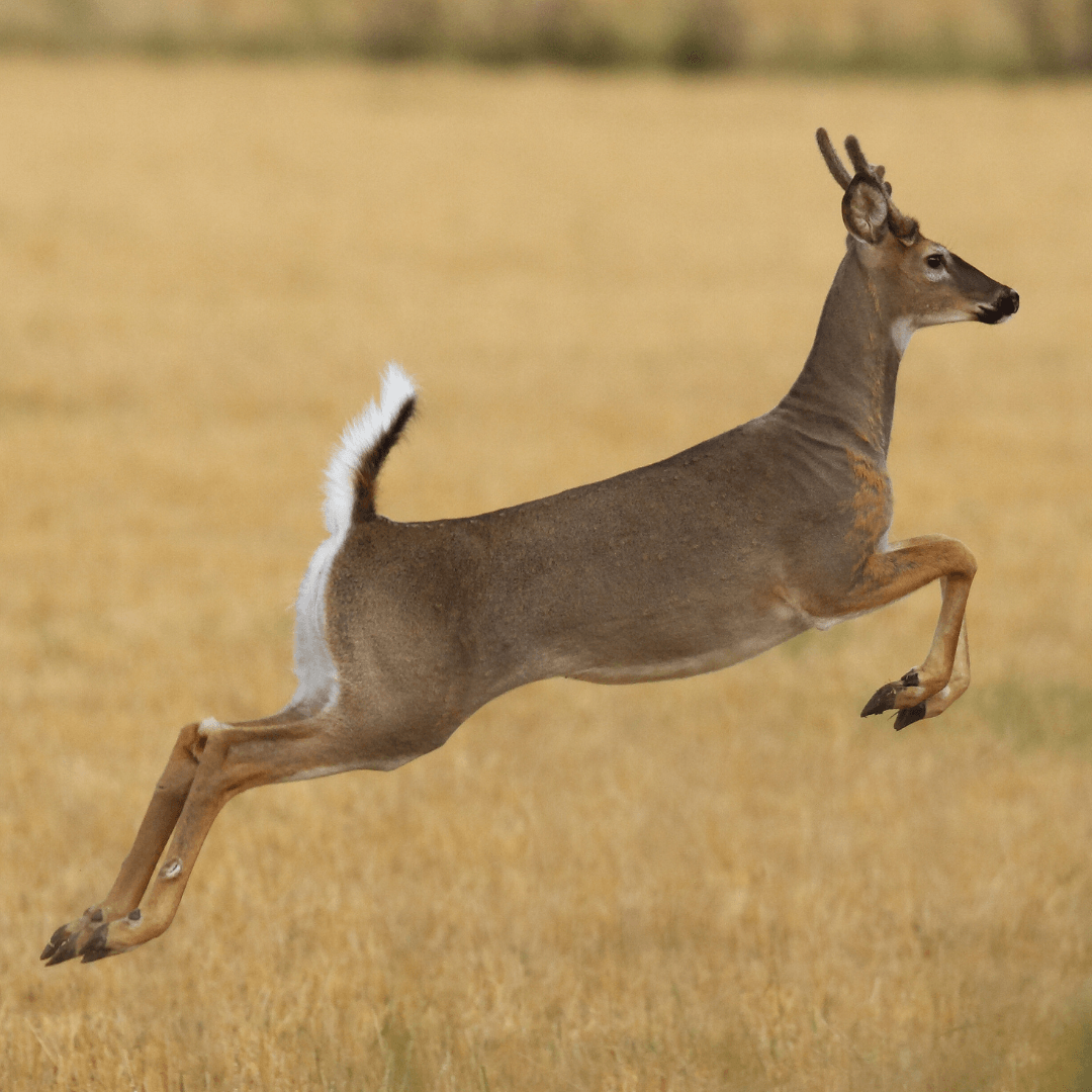 Jumping Skills Of White-Tailed Deer