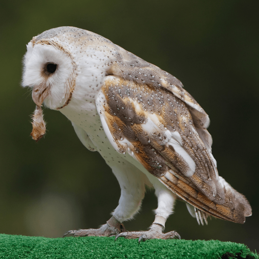 Owls Feed On Varies Diets