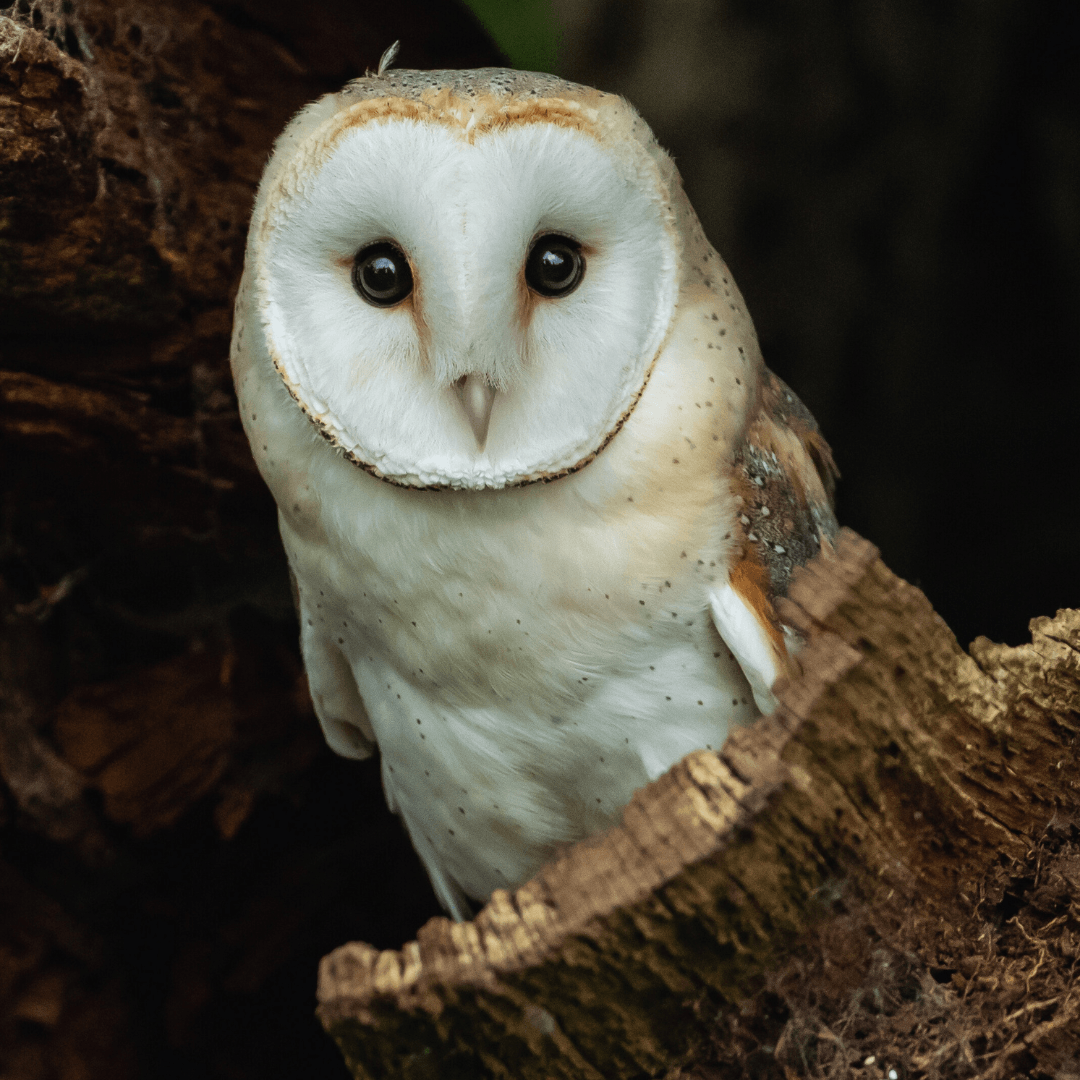 Owls' Eyes Are Fixed In Sockets