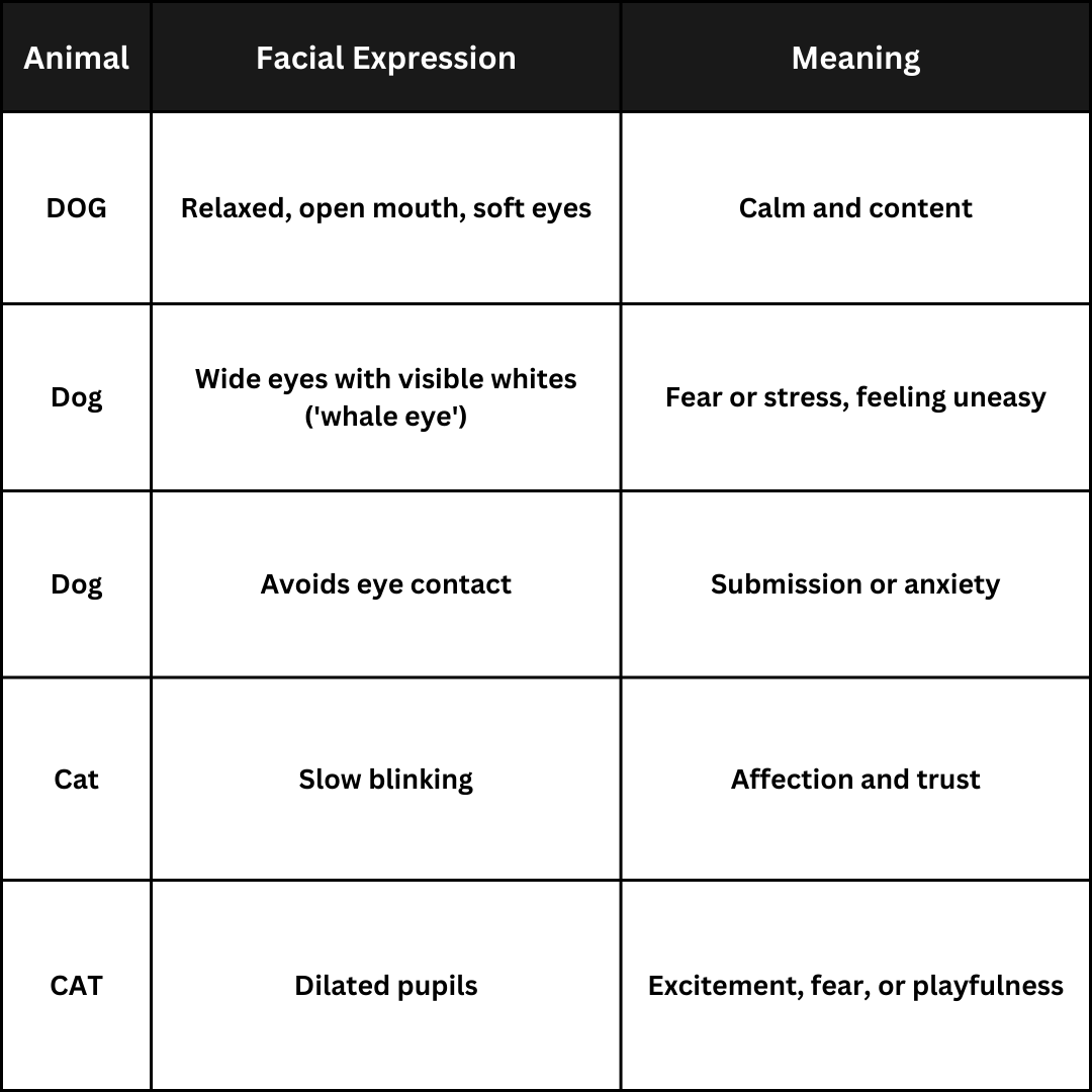 Facial Expressions: The Unspoken Word