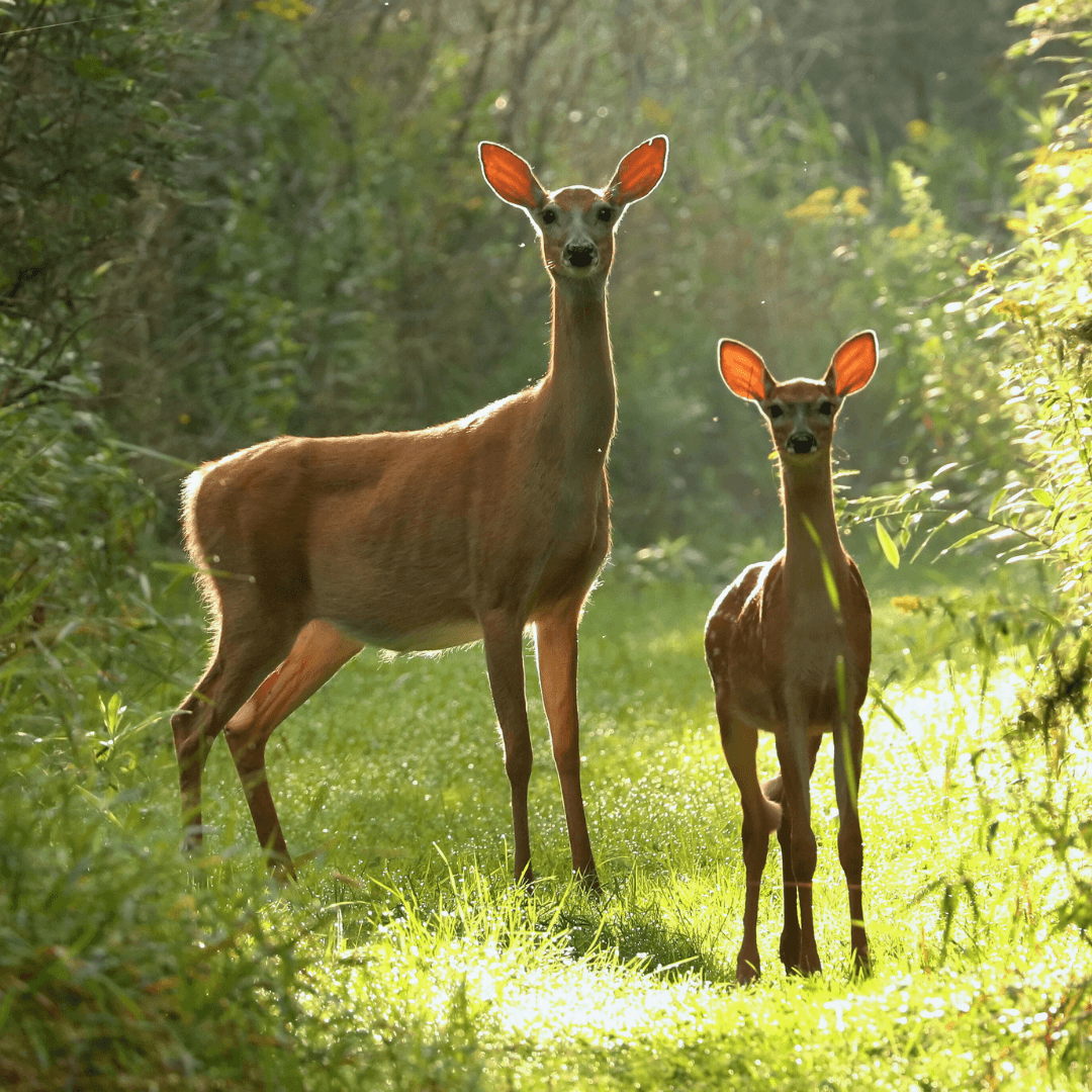 Fawn Count Of White-Tailed Deer