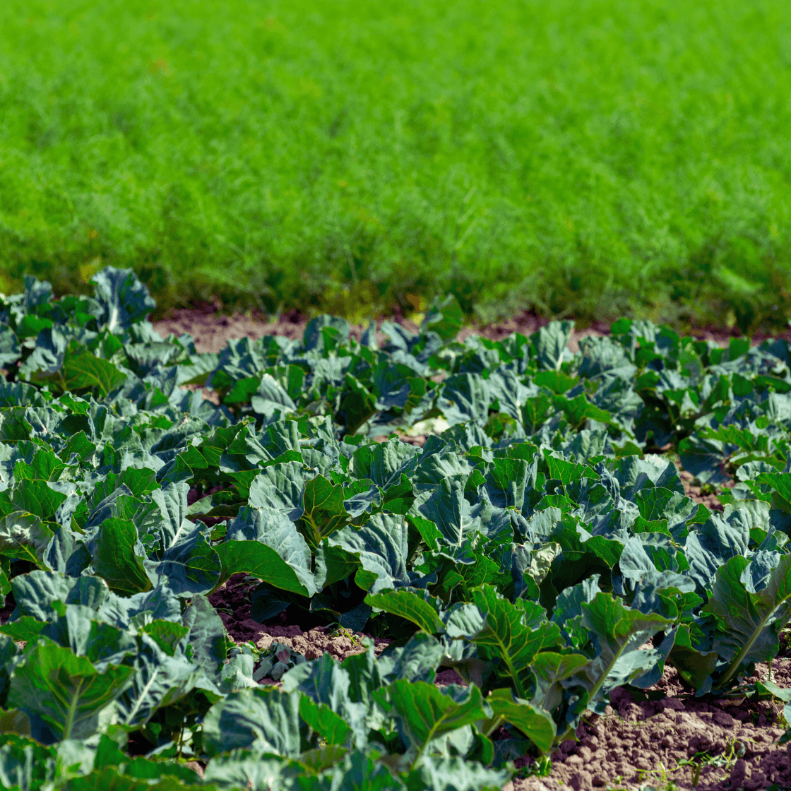 Fennel And Broccoli