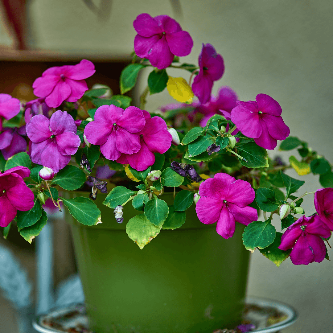 Impatiens