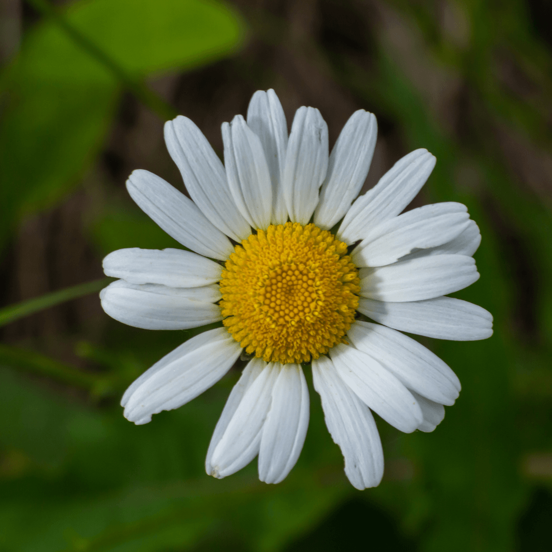 Oxeye Daisies (Leucanthemum vulgare)