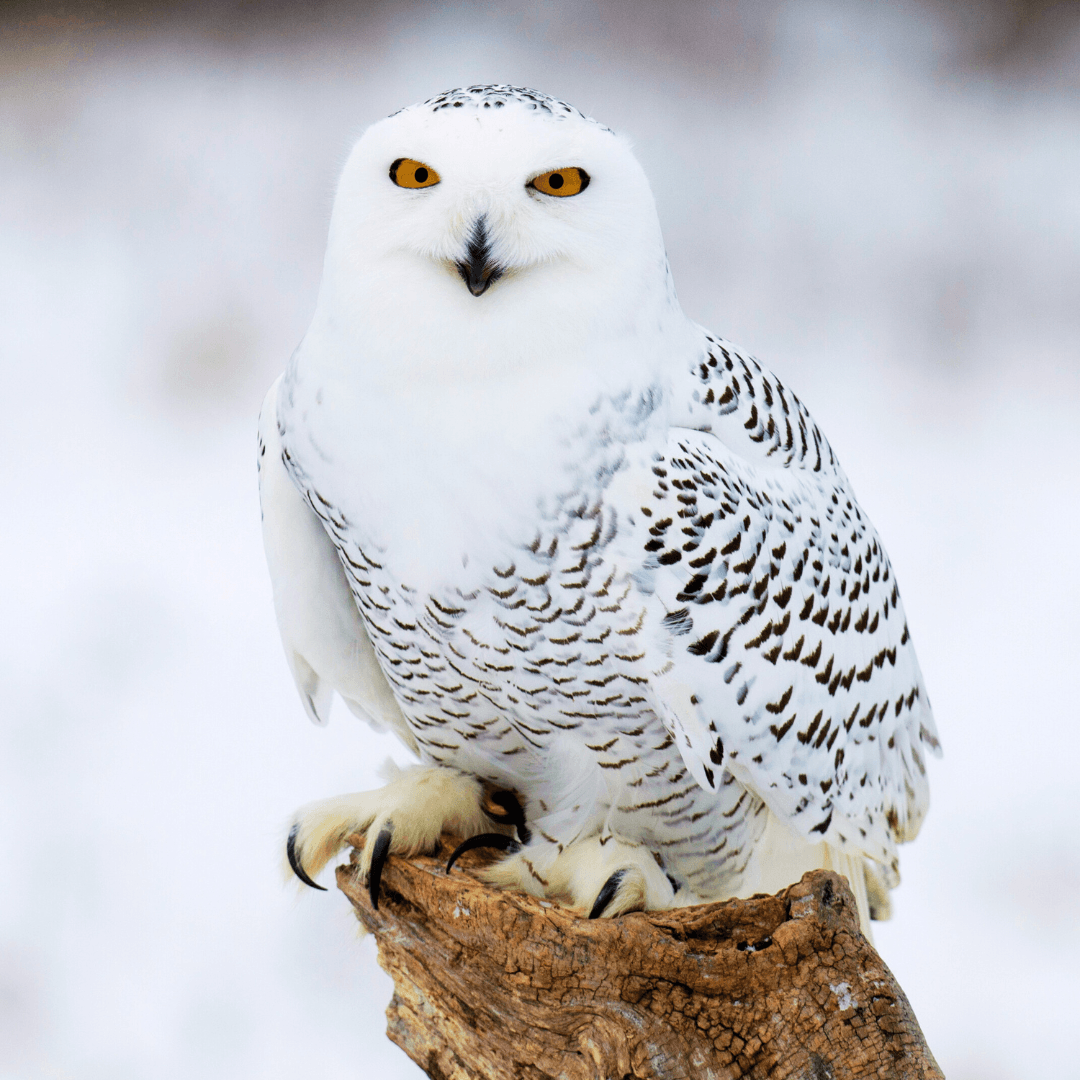 Snowy Owl