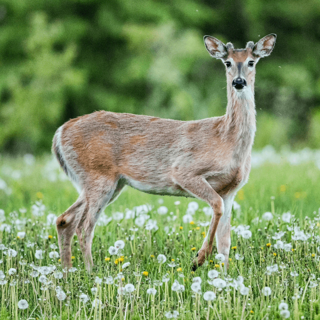 Antler Growth Of White-Tailed Deer