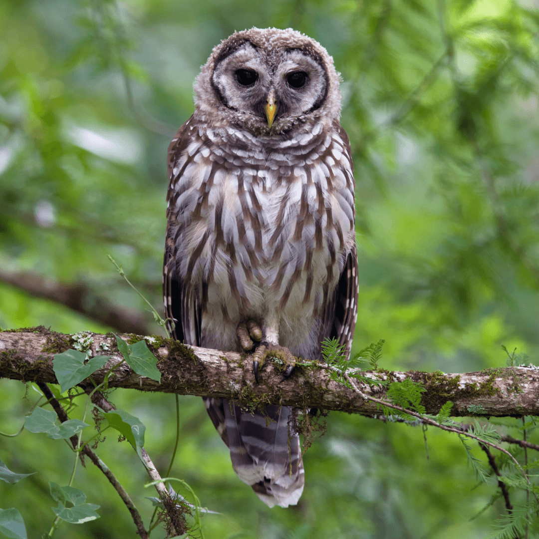 Himalayan Owl (Eastern Horned Owl)