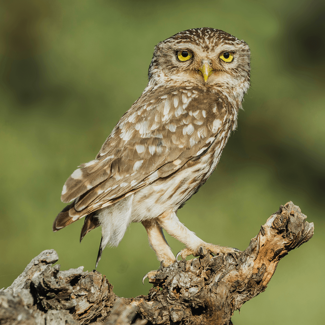 Not All Owls Are Nocturnal