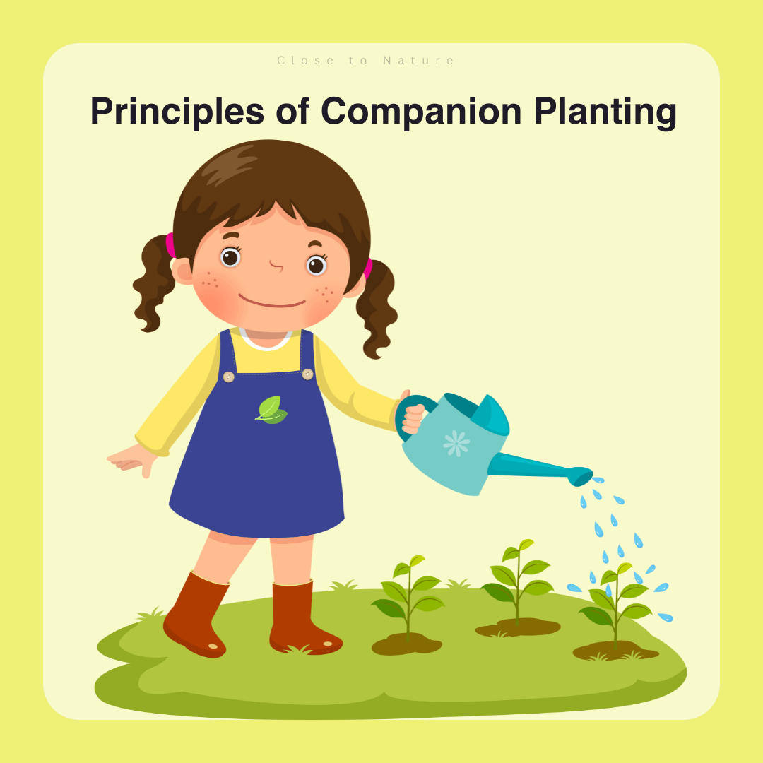 Principles Of Companion Planting