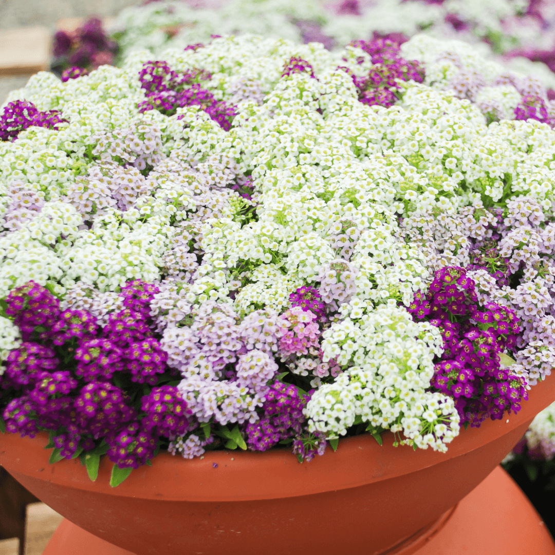 Sweet Alyssum (Lobularia maritima)