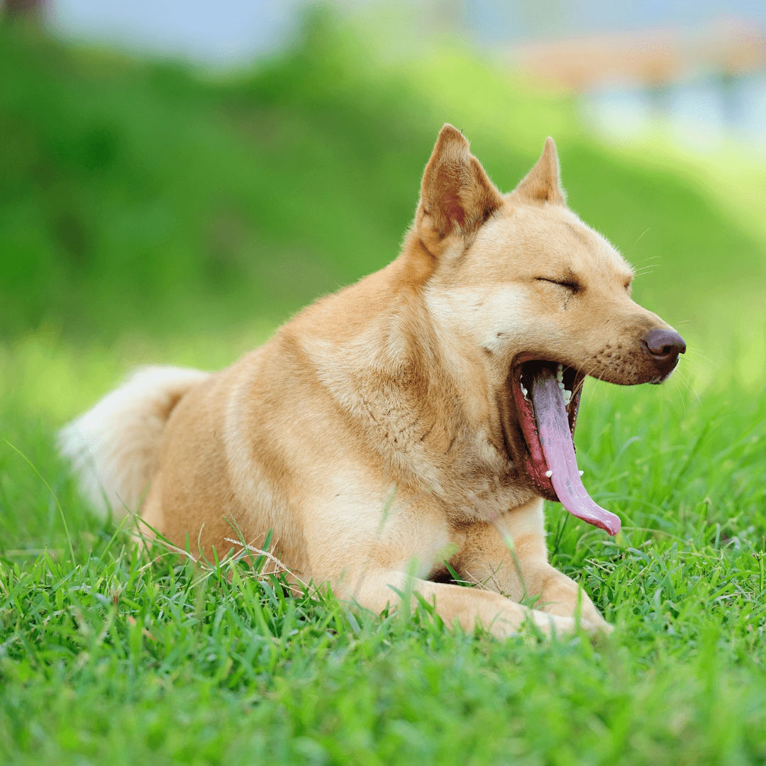 Yawning Or Lip Licking