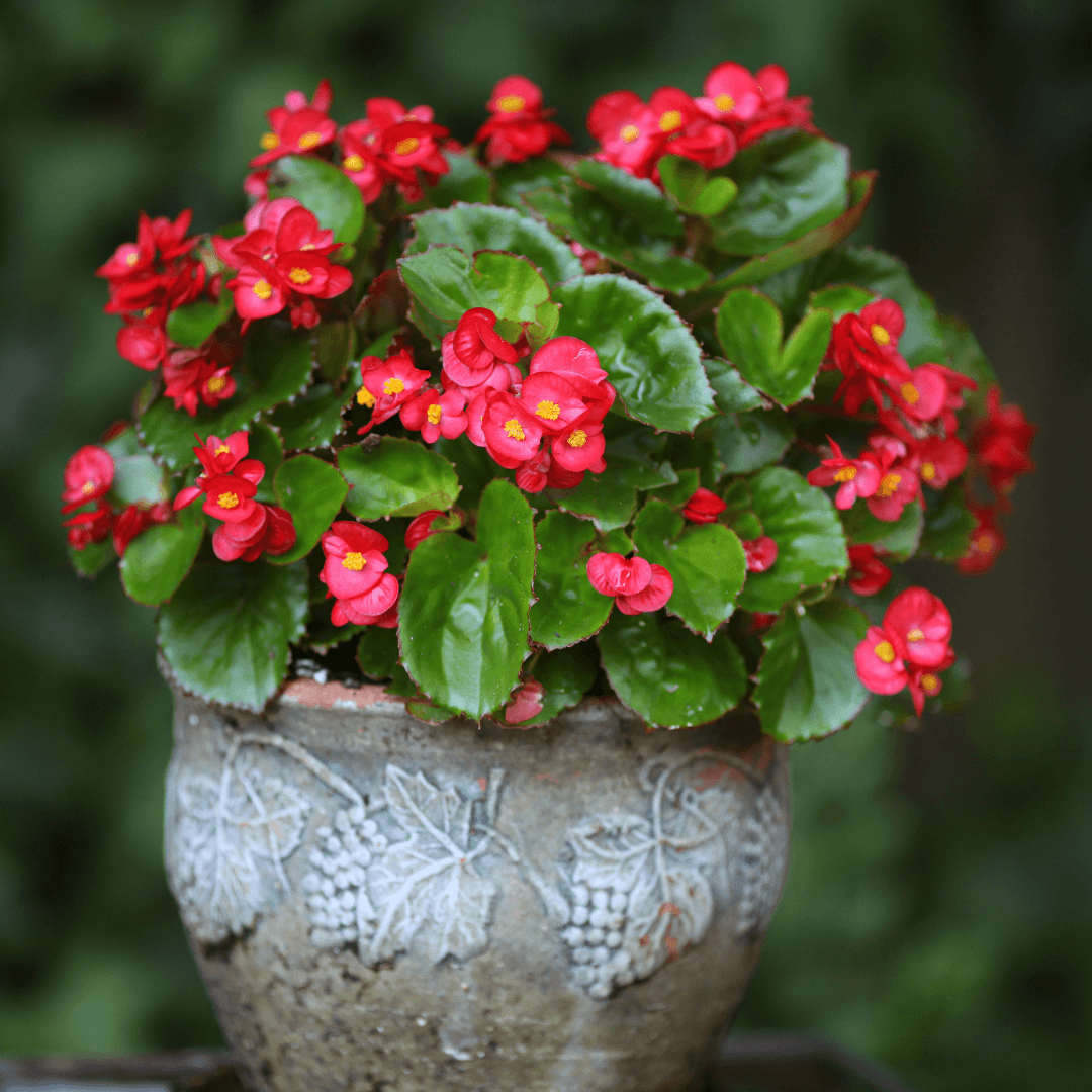 Begonias