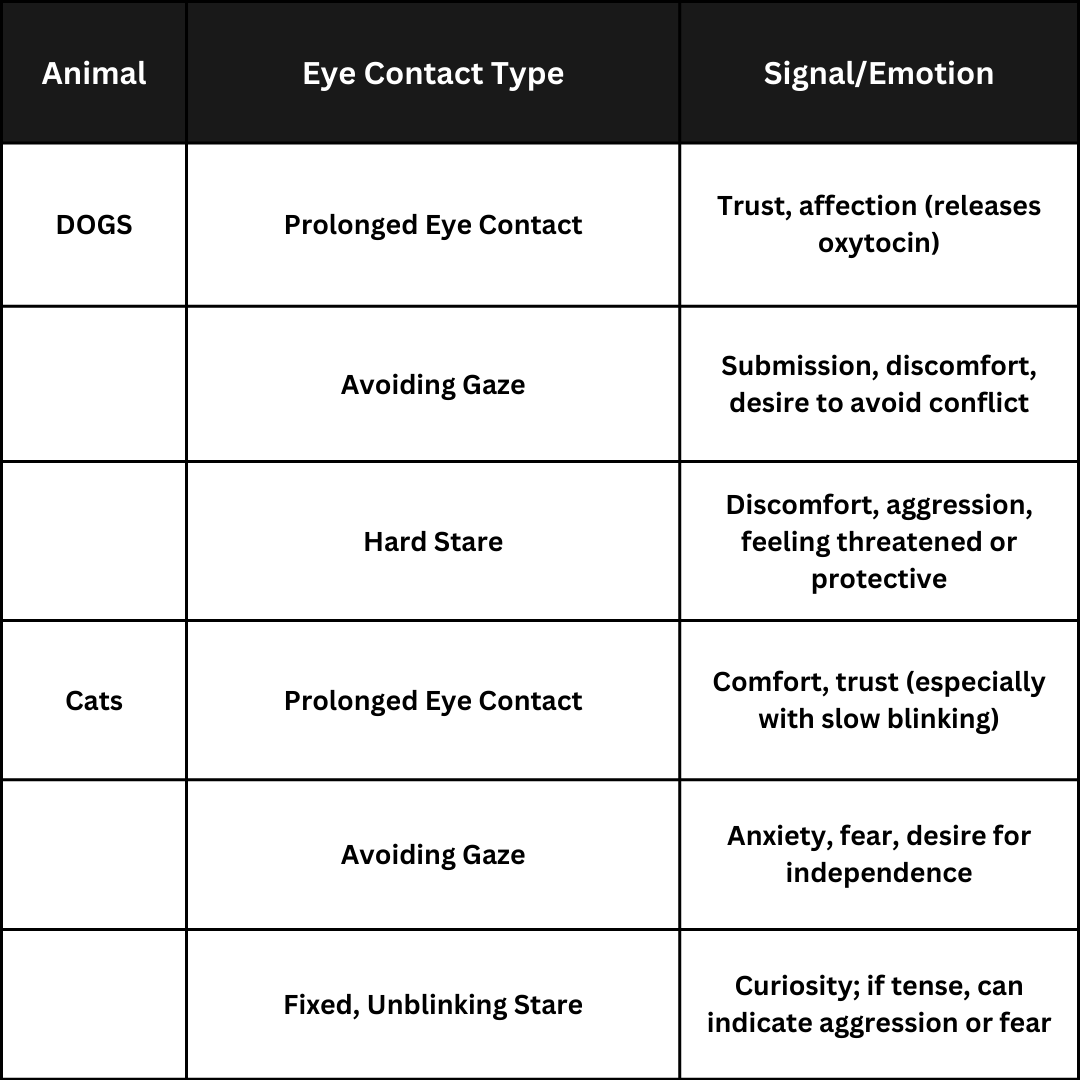 Eye Contact: What Your Dog or Cat’s Gaze Reveals