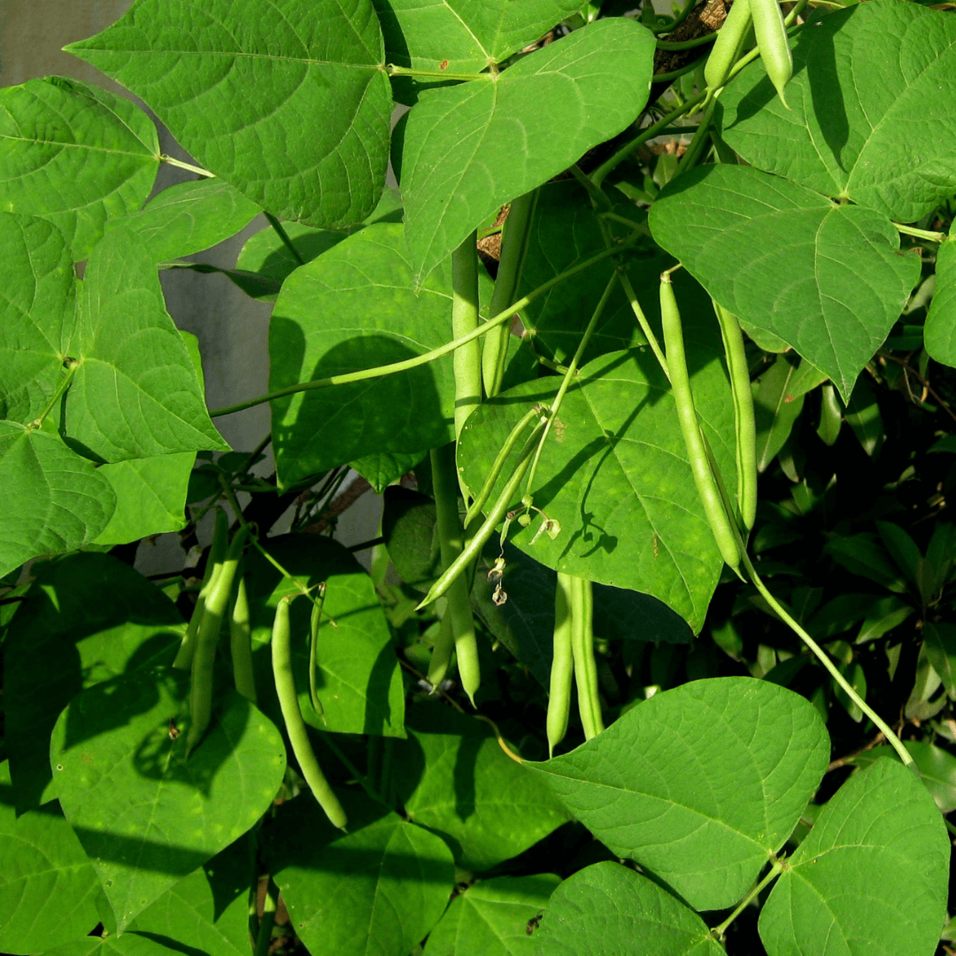 Green Beans