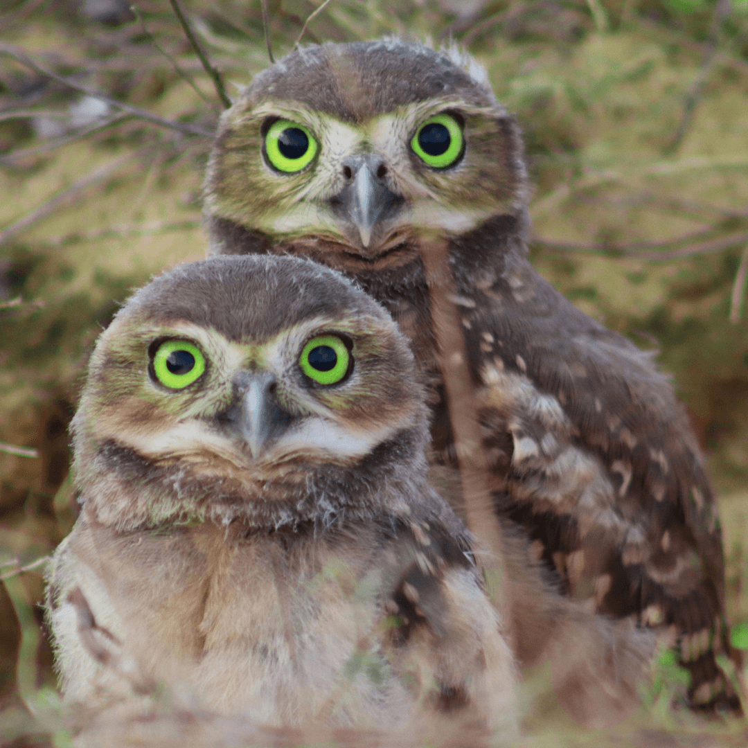 Owls Are Monogamous Mates