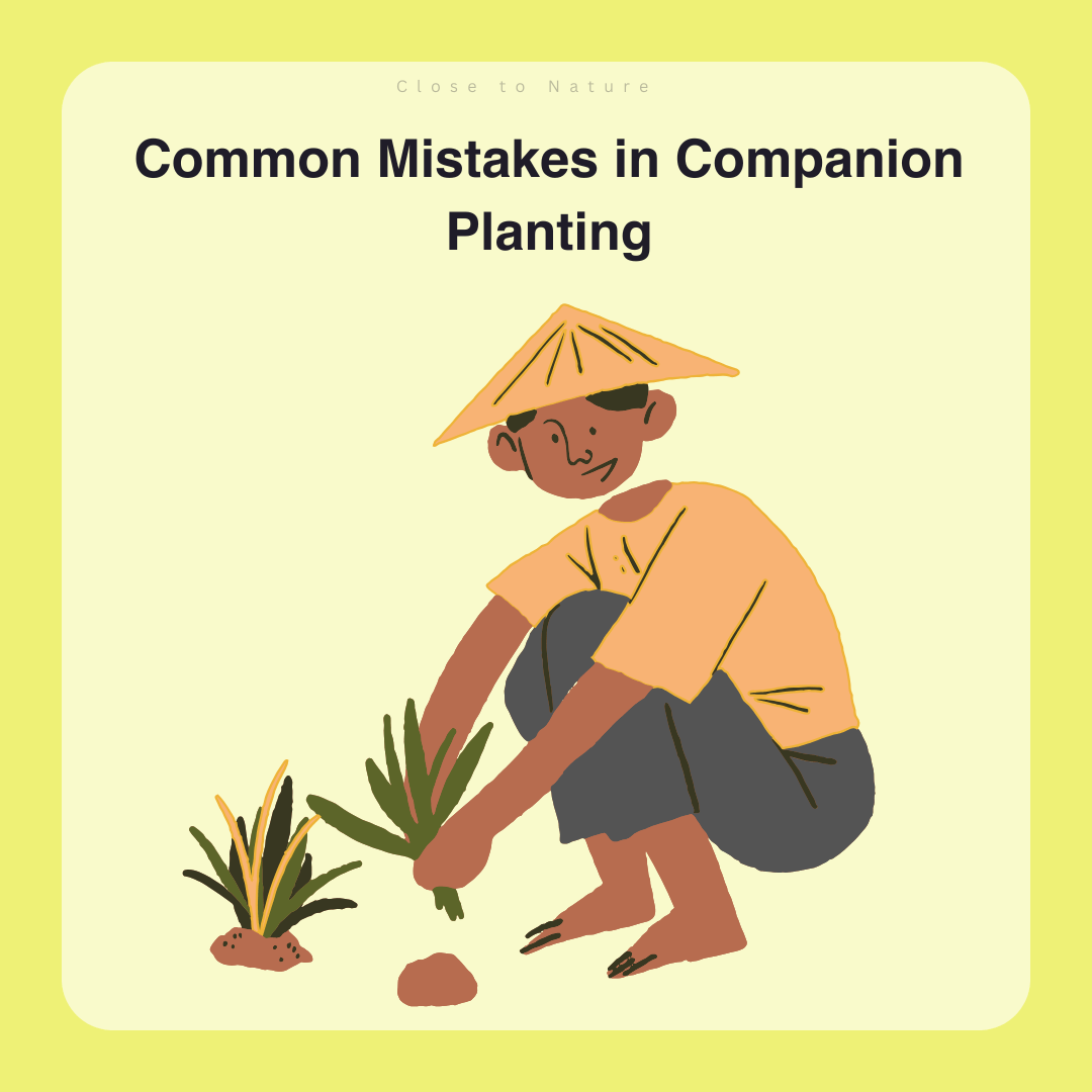 Common Mistakes In Companion Planting