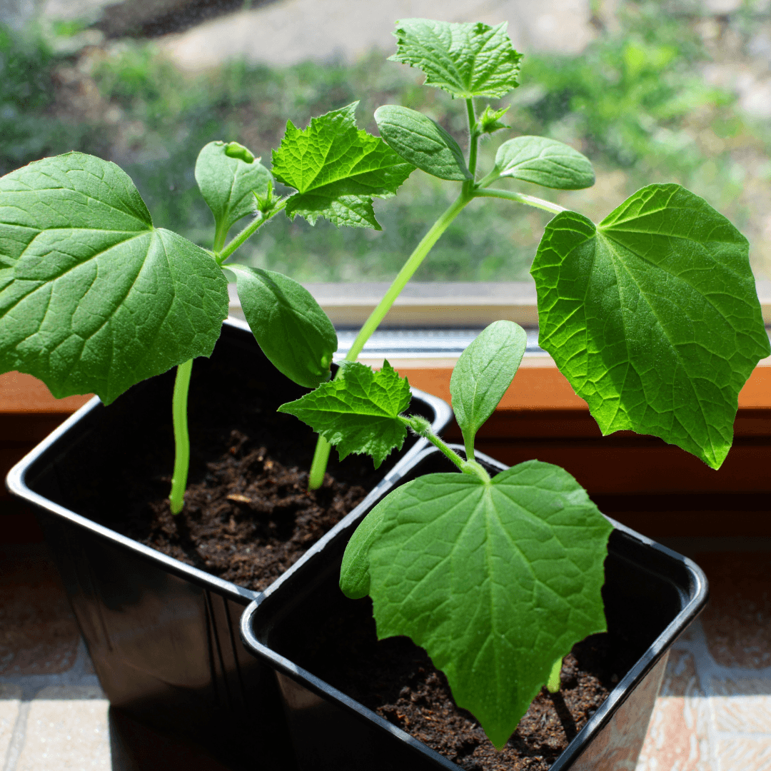 Cucumbers