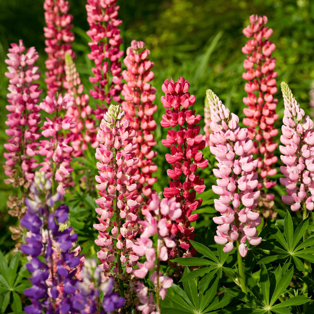 Lupines (Lupinus)