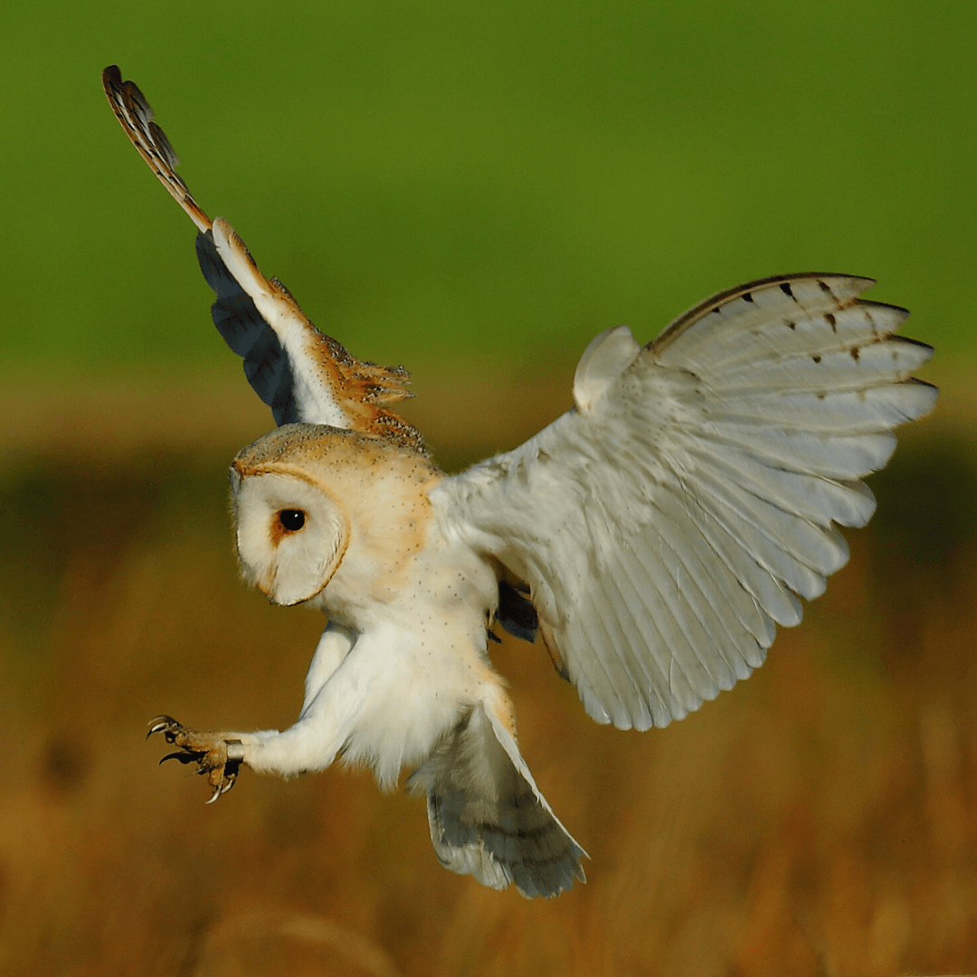 Owls Have Slow Wing Beats