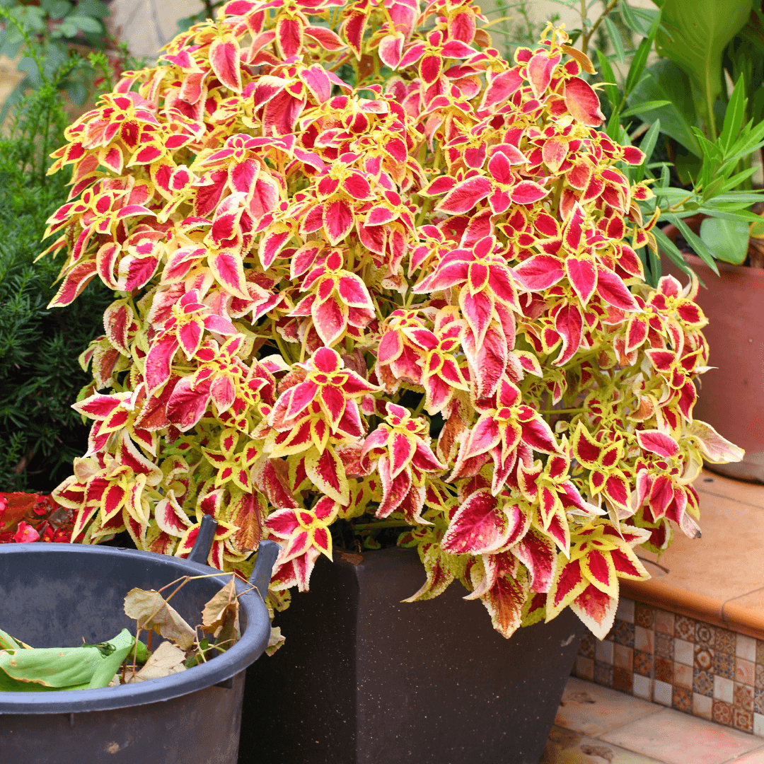 Coleus