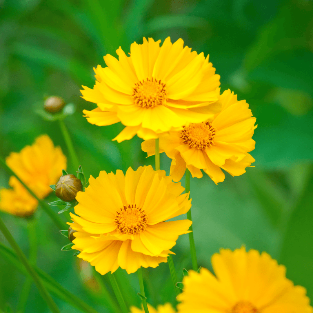 Coreopsis (Coreopsis tinctoria)