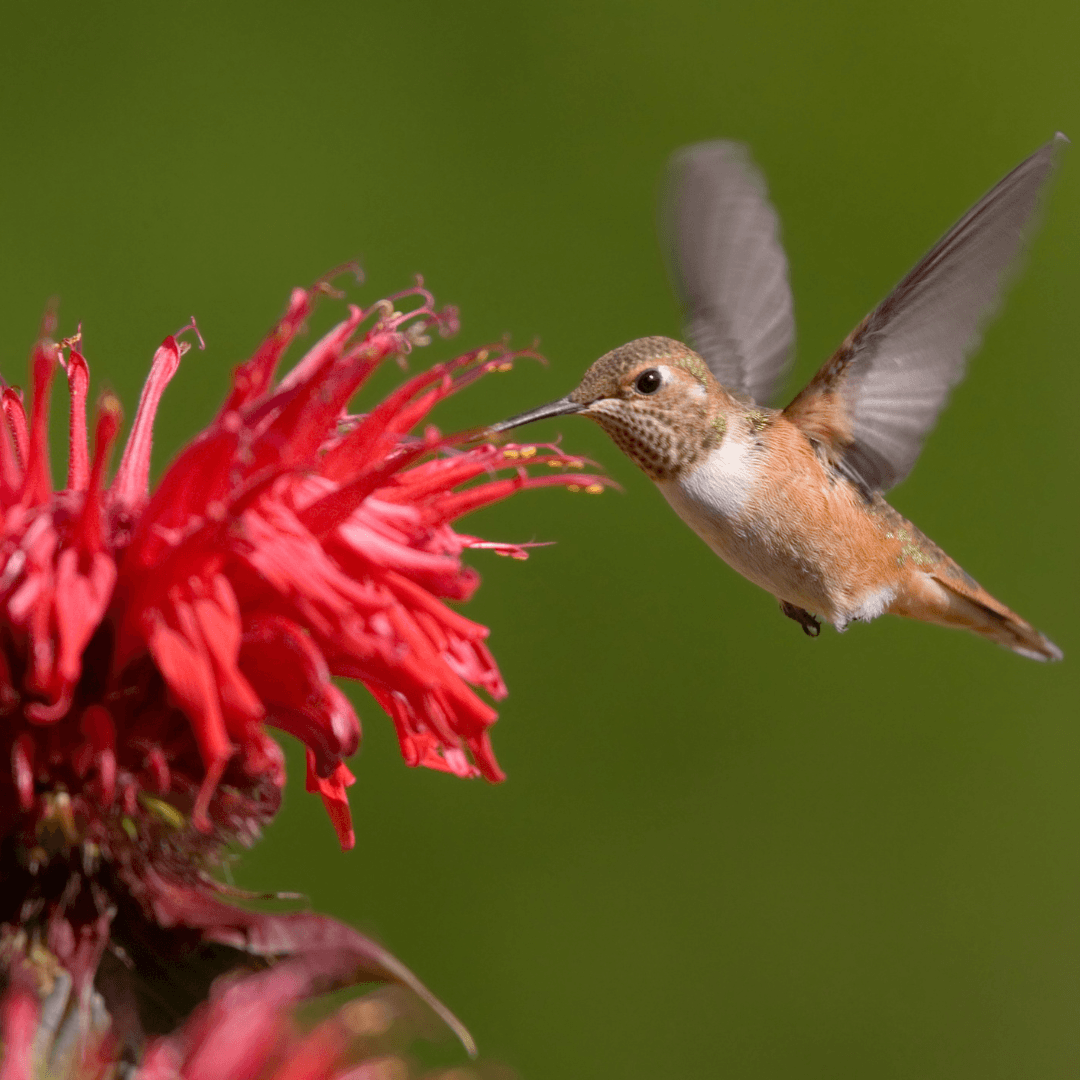 Bee Balm (Monarda)