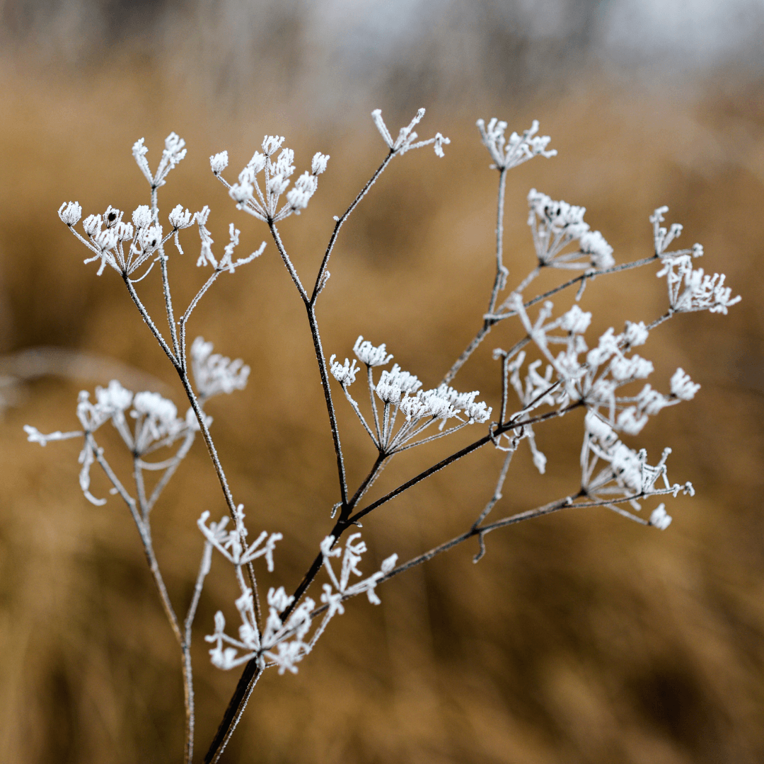 Overwintering Potted Wildflowers