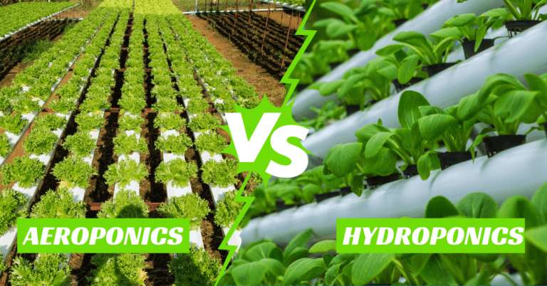 Aeroponics vs Hydroponics: Which Soilless Farming Method Reigns Supreme