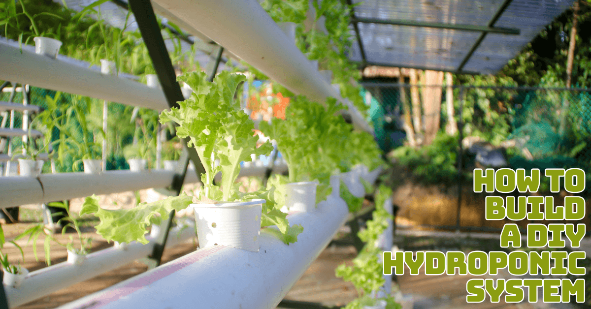 How To Build A DIY Hydroponic System