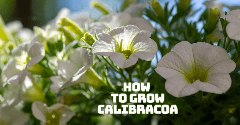 To Grow Calibrachoa: 10 Expert Tips For Thriving Plants