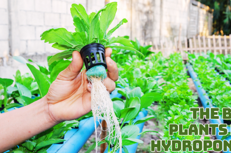 The Best Plants For Hydroponics And How To Grow Them