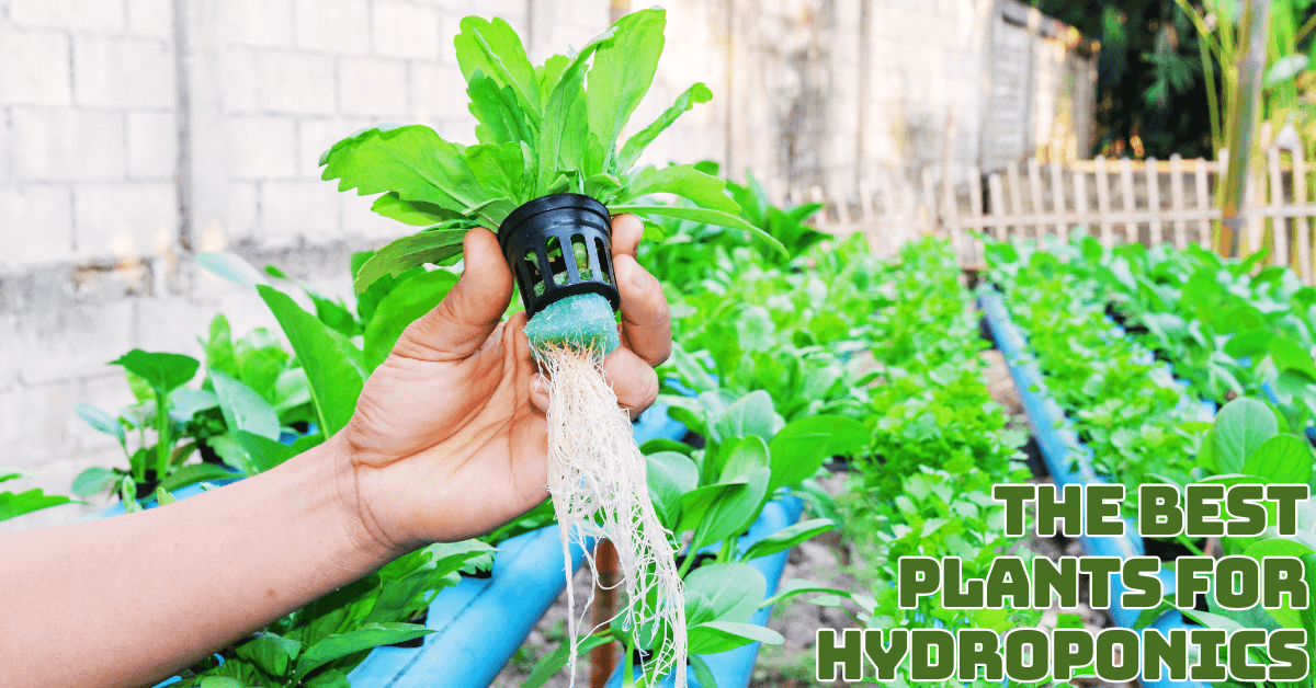 The Best Plants For Hydroponics And How To Grow Them